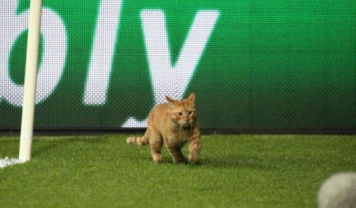 Un gatto invade il campo, la Uefa non perdona: maxi multa per il Besiktas