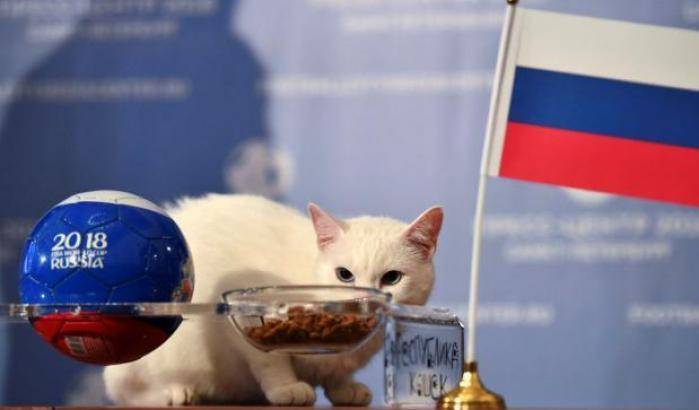 Il gatto Achille è il nuovo oracolo dei Mondiali di Russia 2018